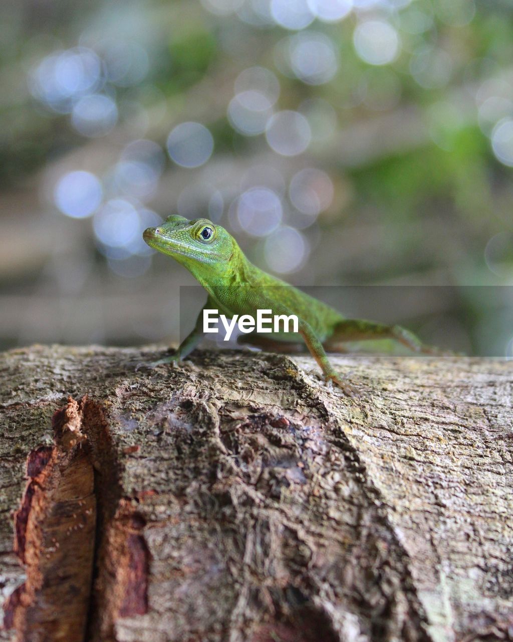 Close-up of lizard on tree trunk