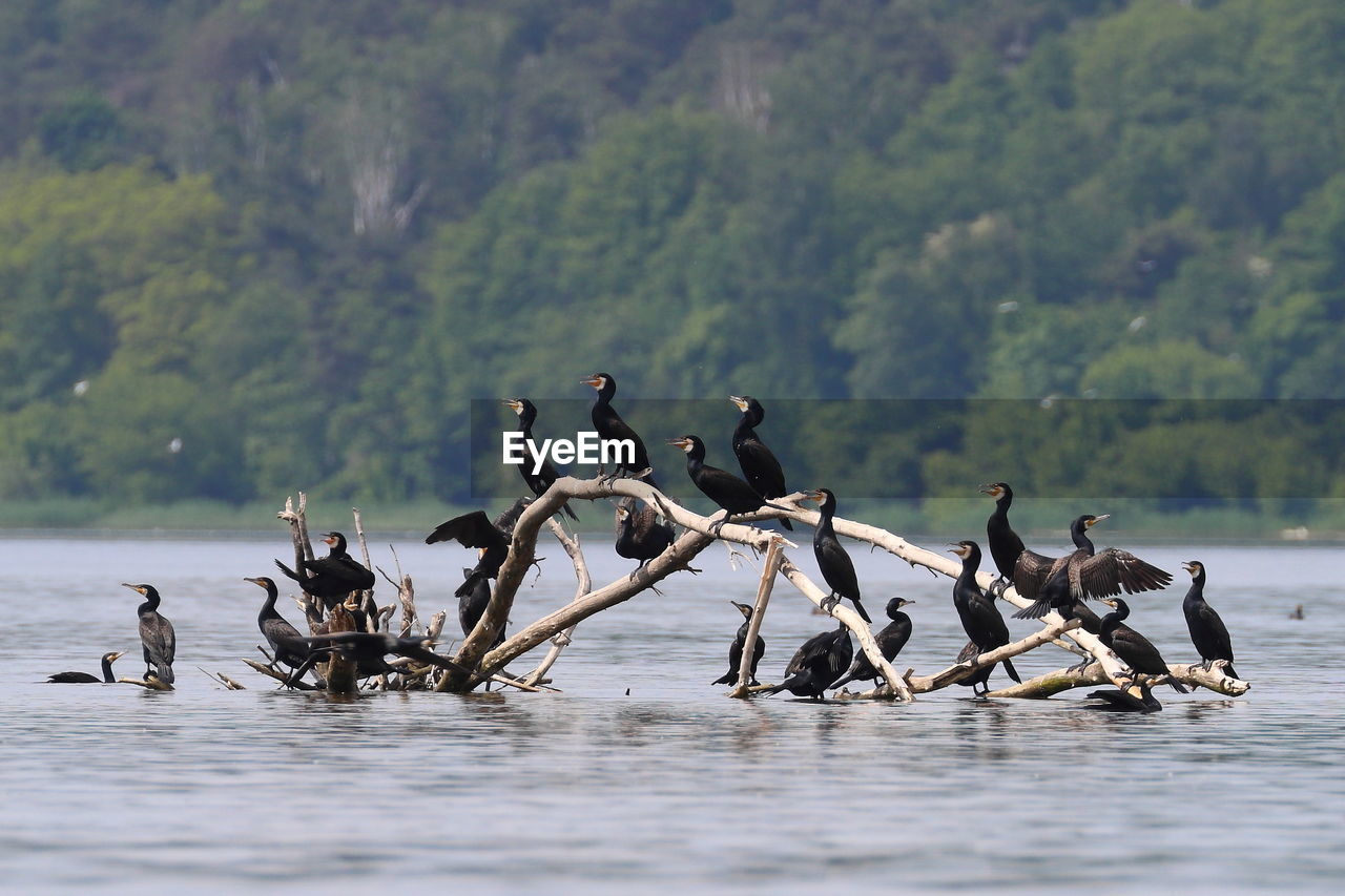 A herd of cormorants sitting on a log flowing in the river.