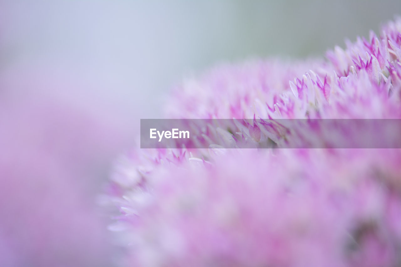 Close-up of pink flower