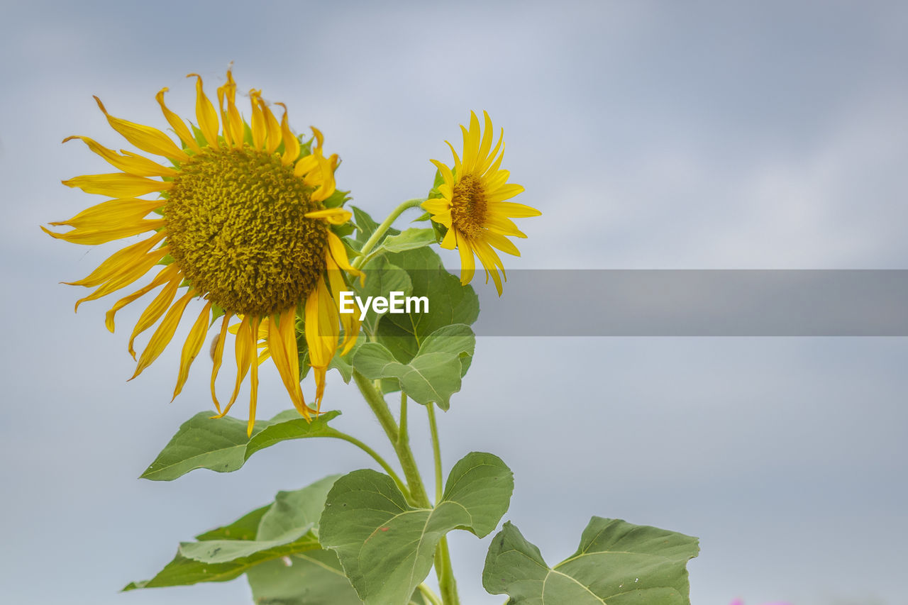 The sunflower has a backdrop in the sky.