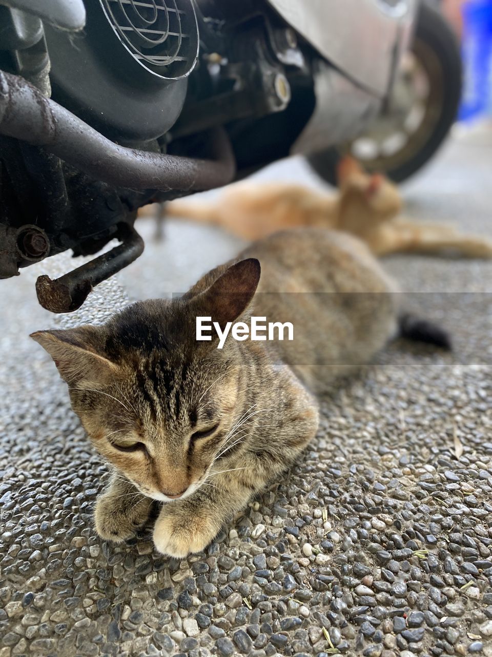 High angle view of cat resting