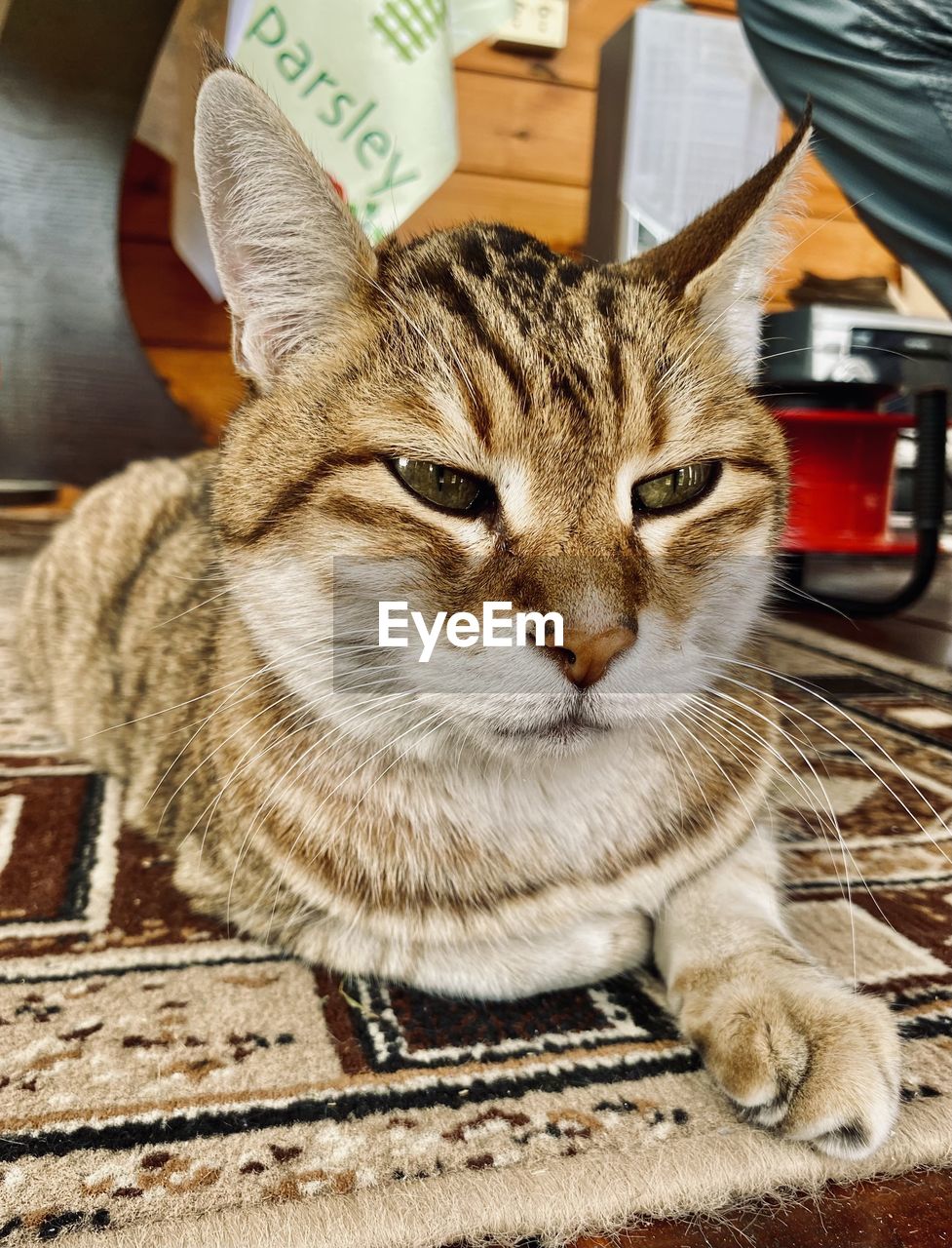 CLOSE-UP PORTRAIT OF A CAT WITH EYES