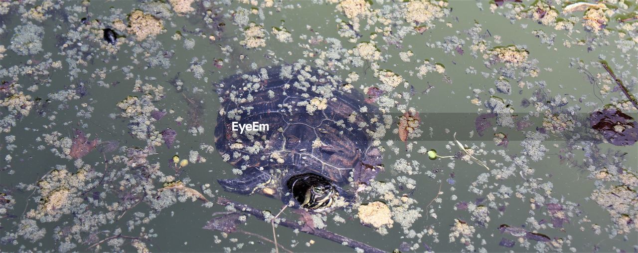 HIGH ANGLE VIEW OF INSECT ON PLANTS