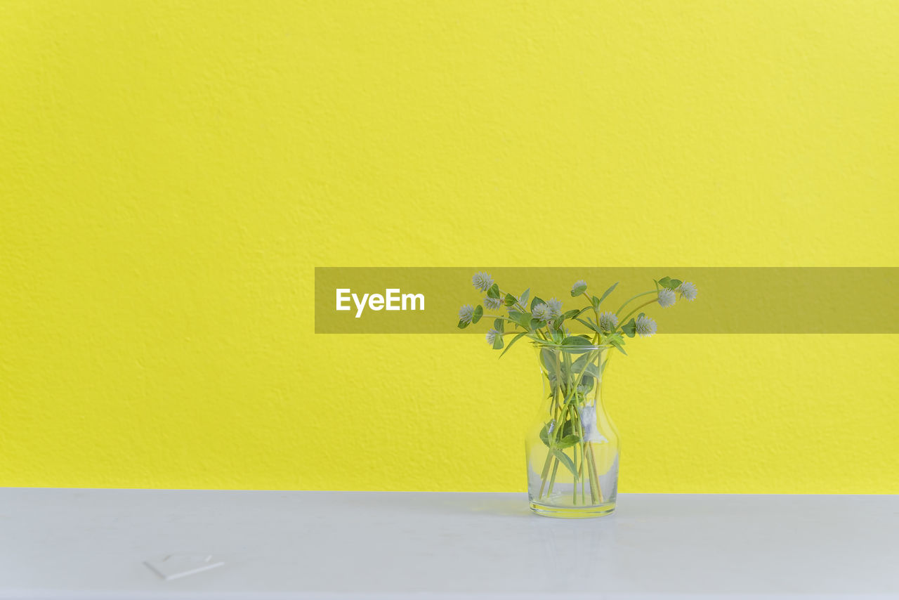 Close-up of flowers in vase against yellow wall