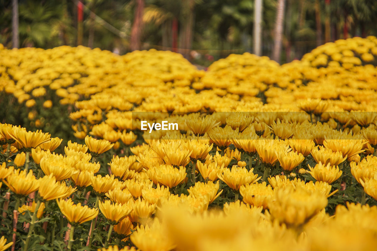 CLOSE-UP OF YELLOW FLOWERING PLANTS