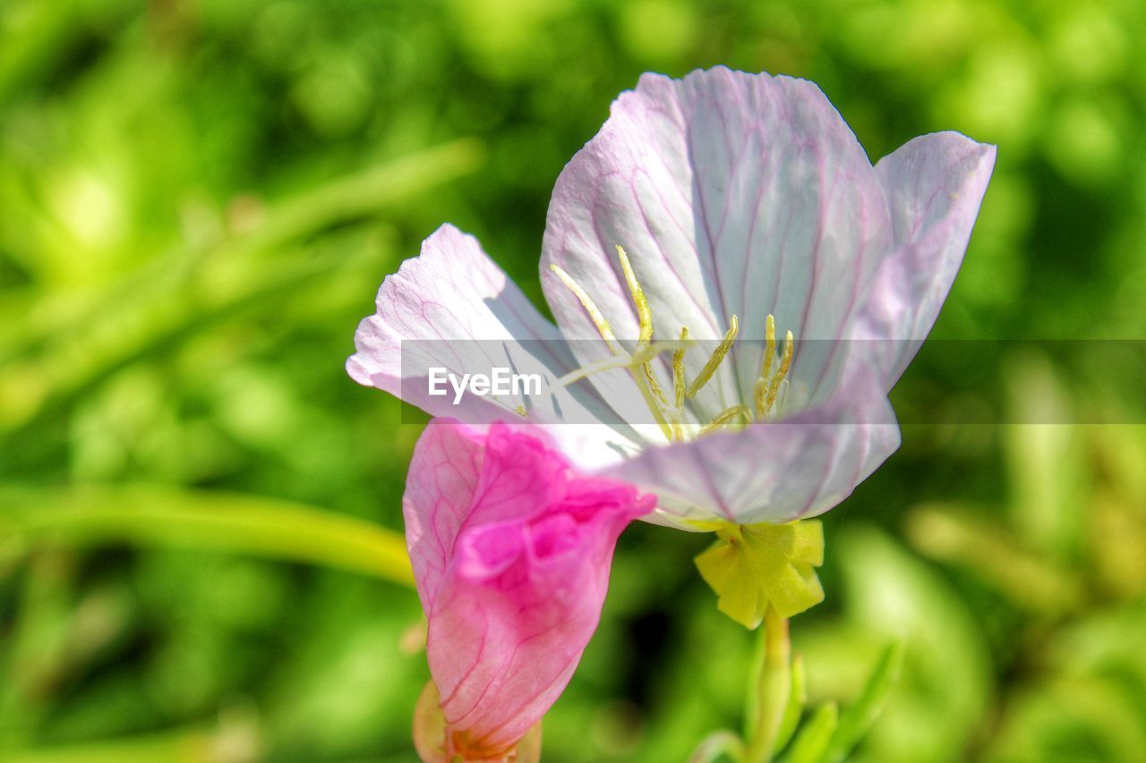 CLOSE-UP OF PURPLE FLOWERING PLANT