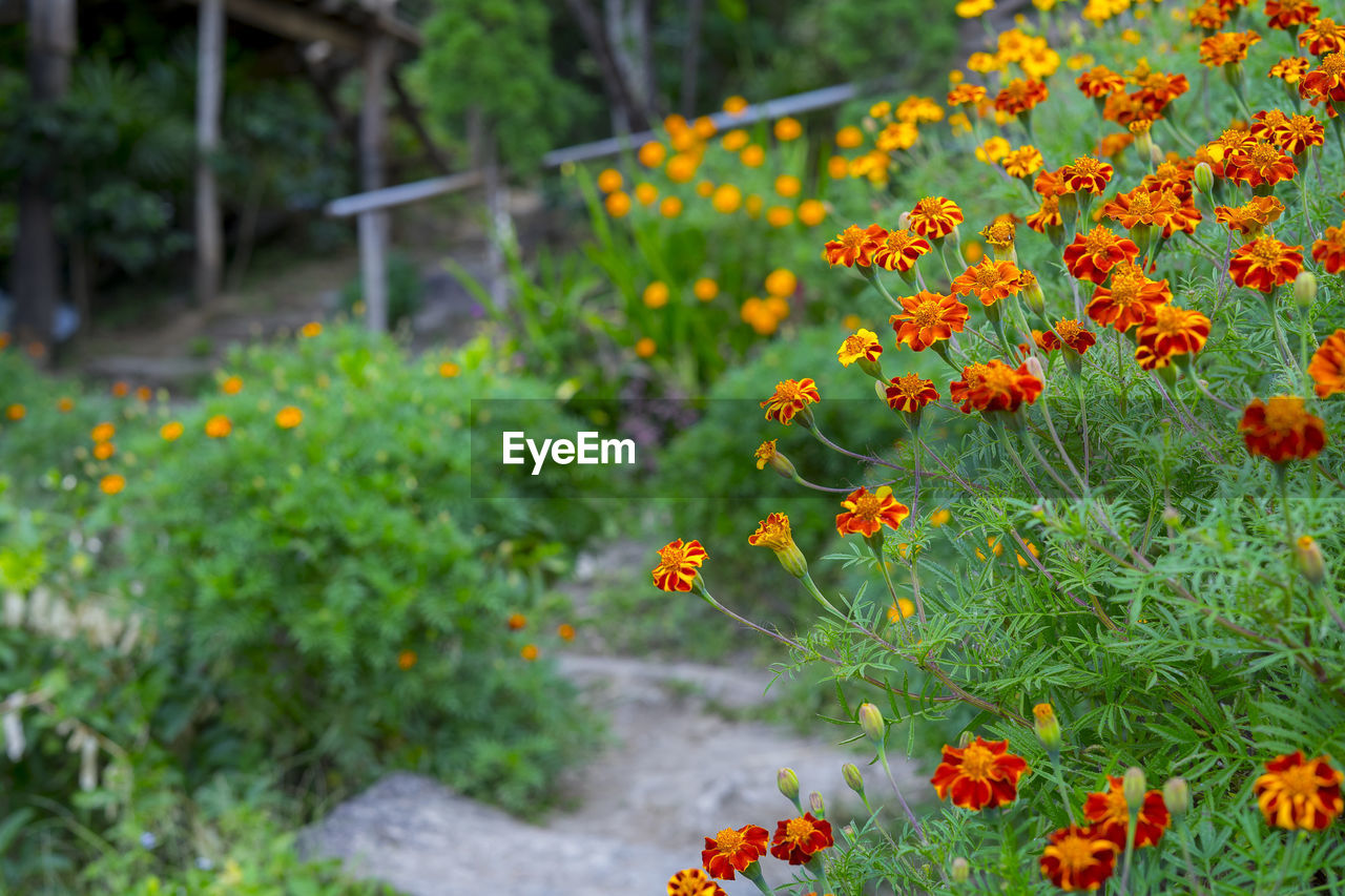 CLOSE-UP OF ORANGE FLOWERING PLANT