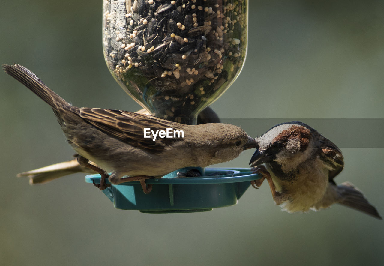 Fight on the feeder