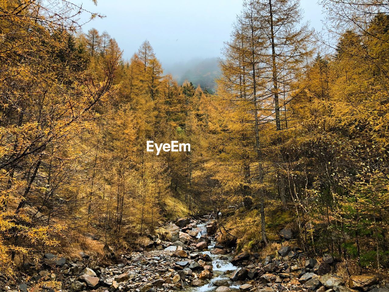 Plants and trees in forest during autumn