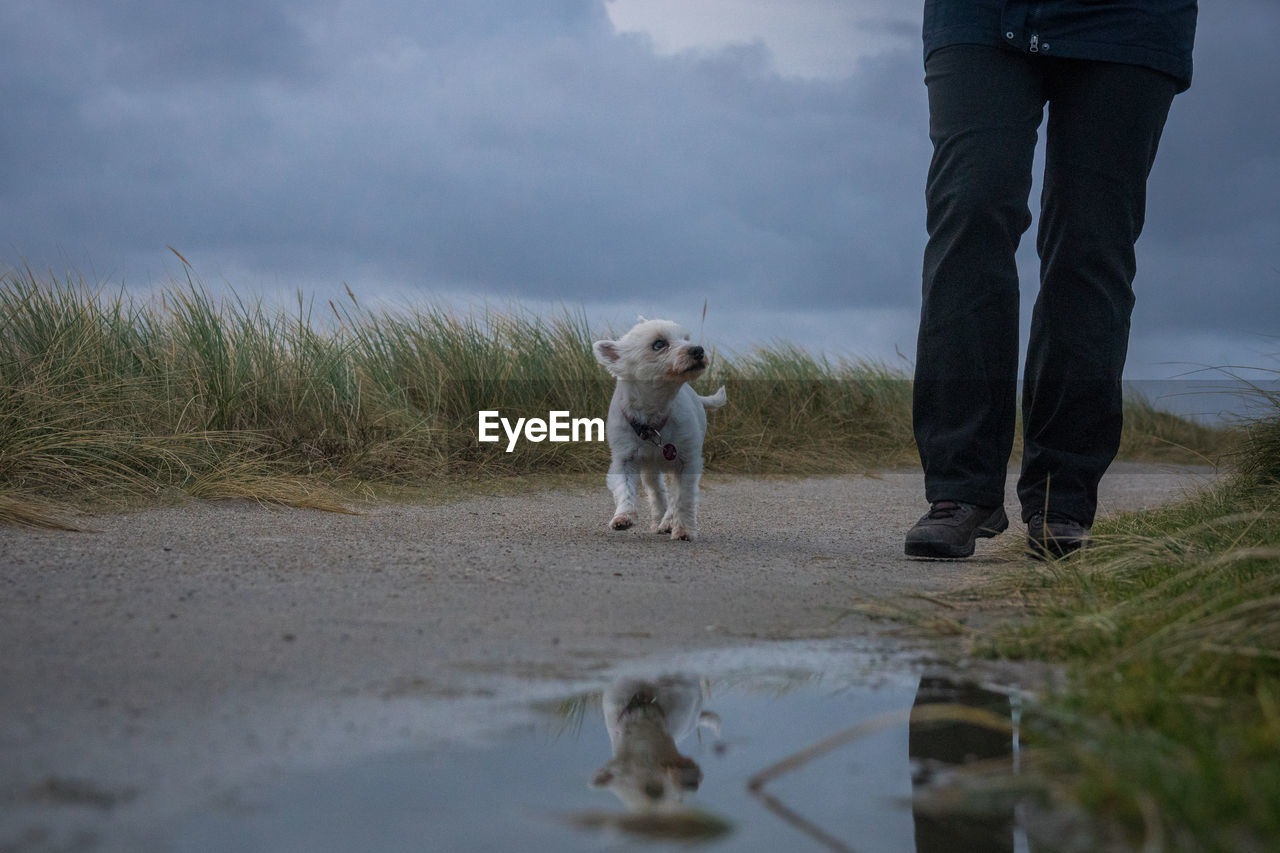 Low section of man standing by dog against sky