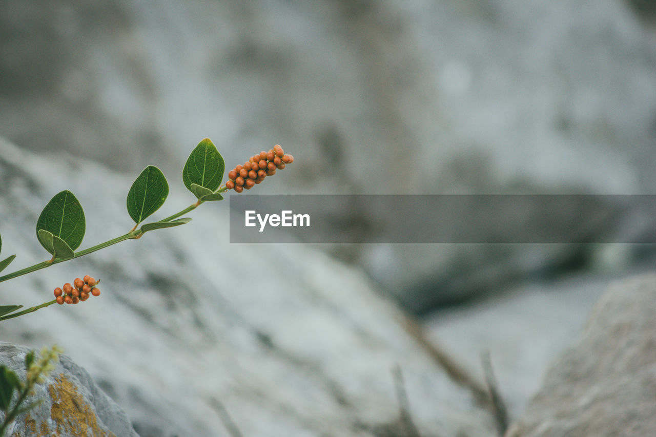 CLOSE-UP OF FRESH GREEN PLANT