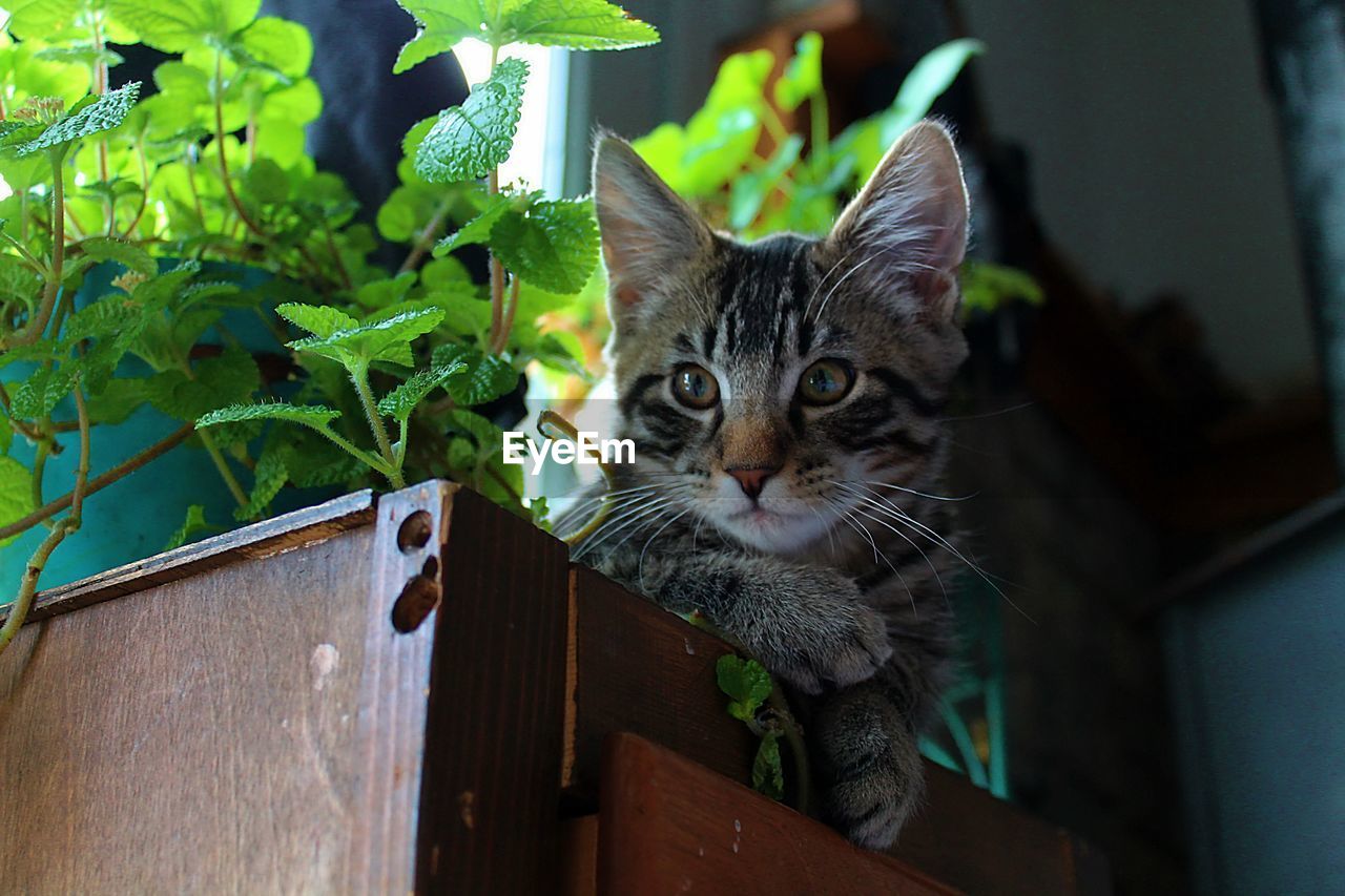 Close-up portrait of a cat