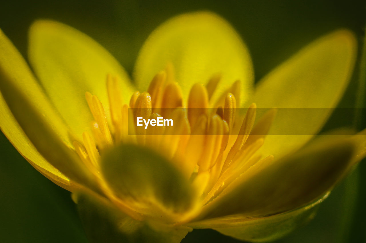 Close-up of yellow flowering plant