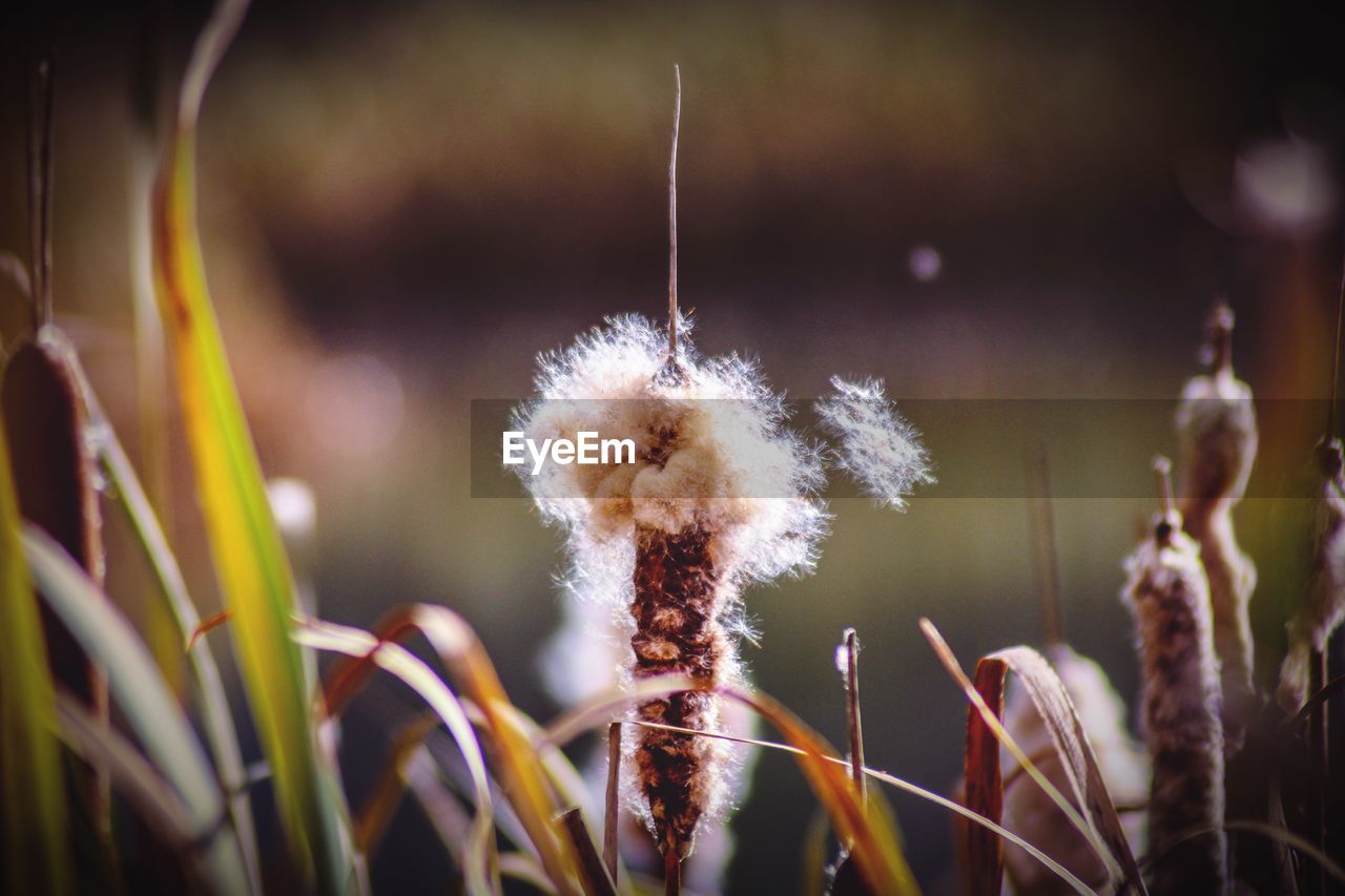 Autumn colors bullrushes by the lake 