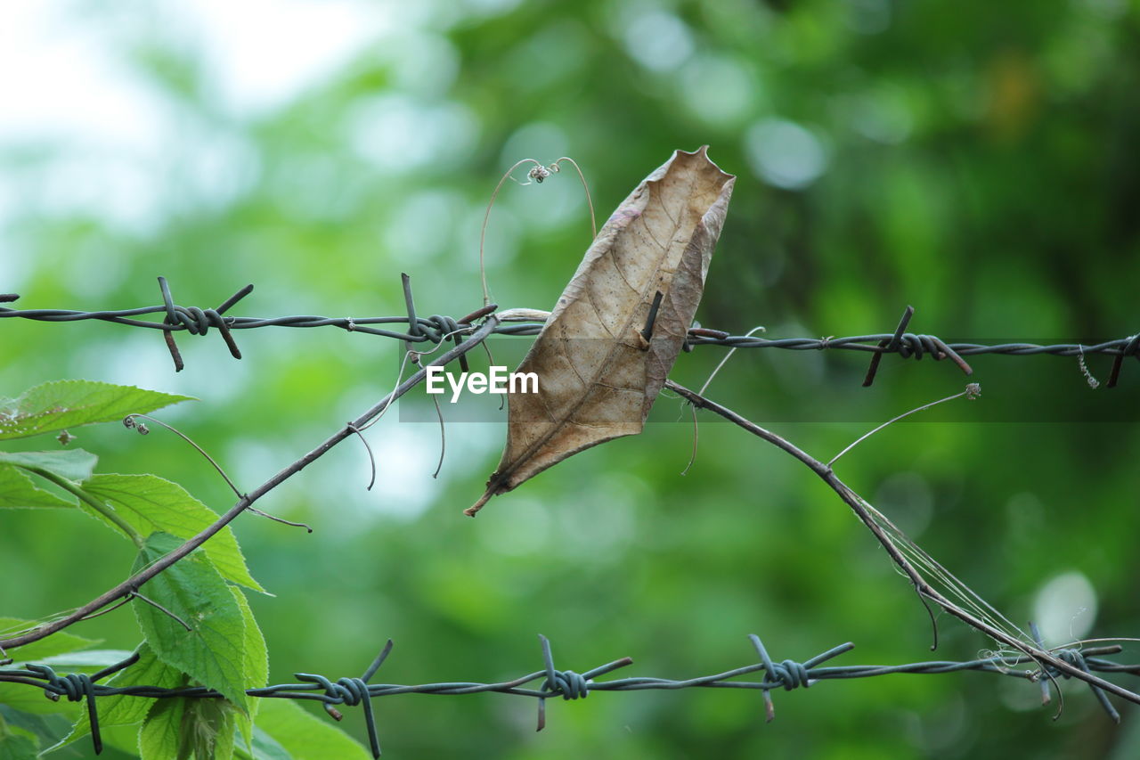 CLOSE-UP OF BARBED WIRE FENCE