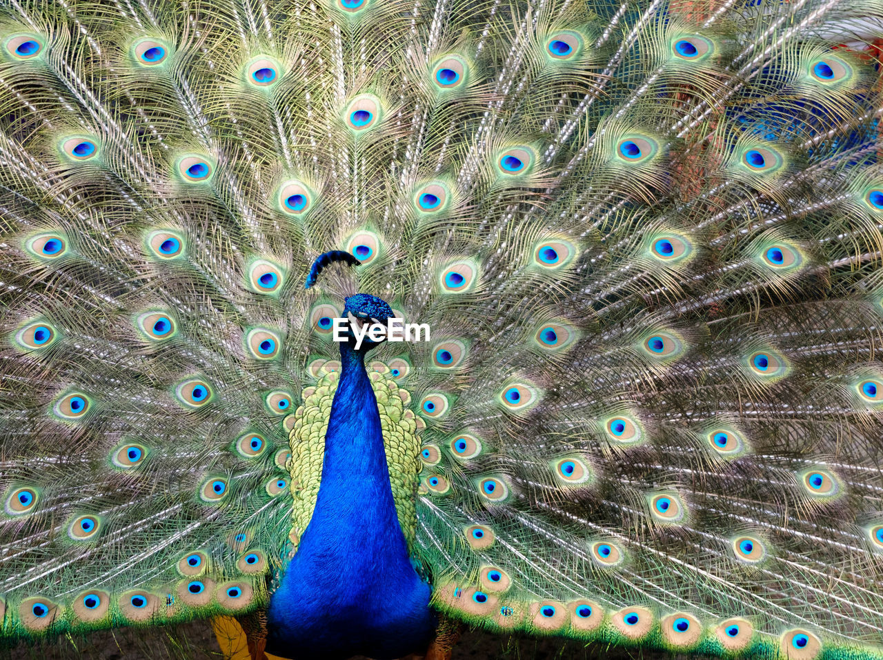 Fanned out peacock