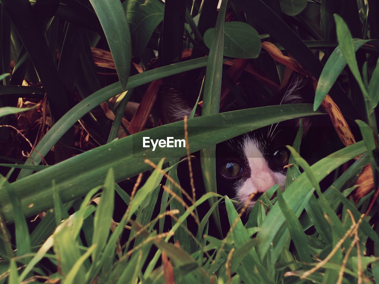 Close-up portrait of cat amidst plants on field