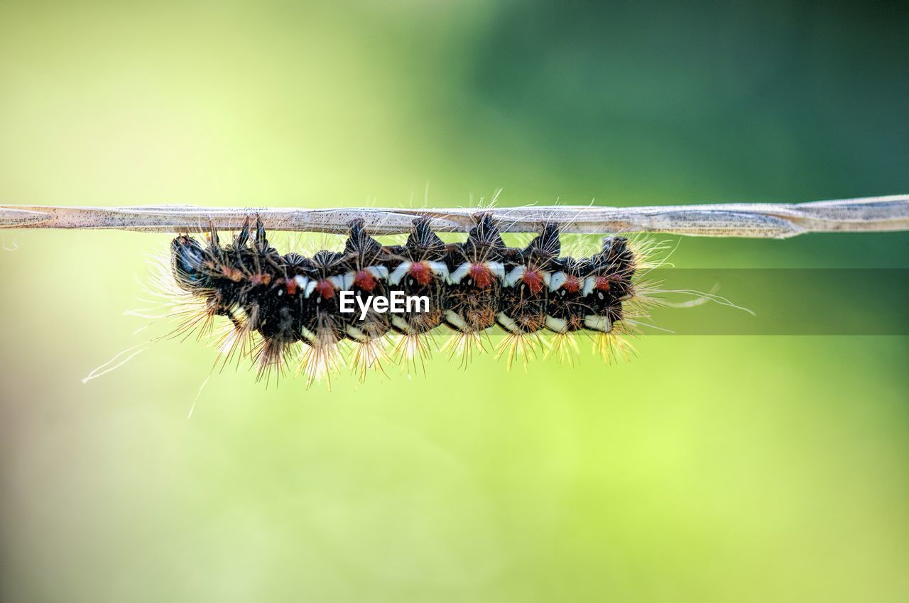 Close-up of caterpillar on wire