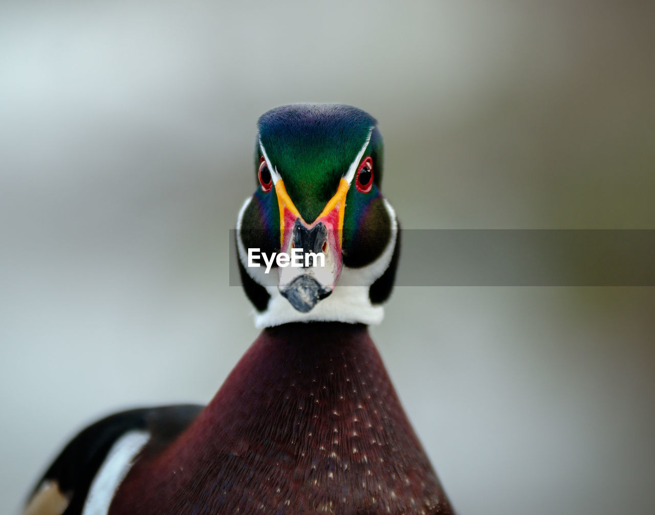 CLOSE-UP PORTRAIT OF BIRD