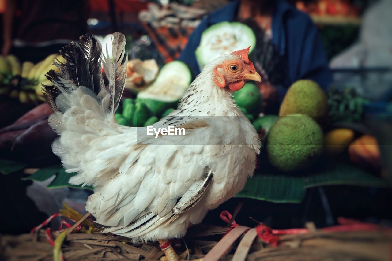 Close-up of hen in market