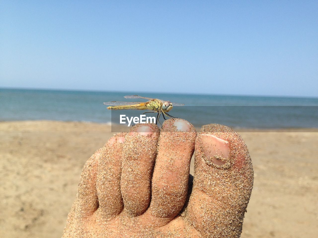 Close-up of dragonfly on dirty foot at beach