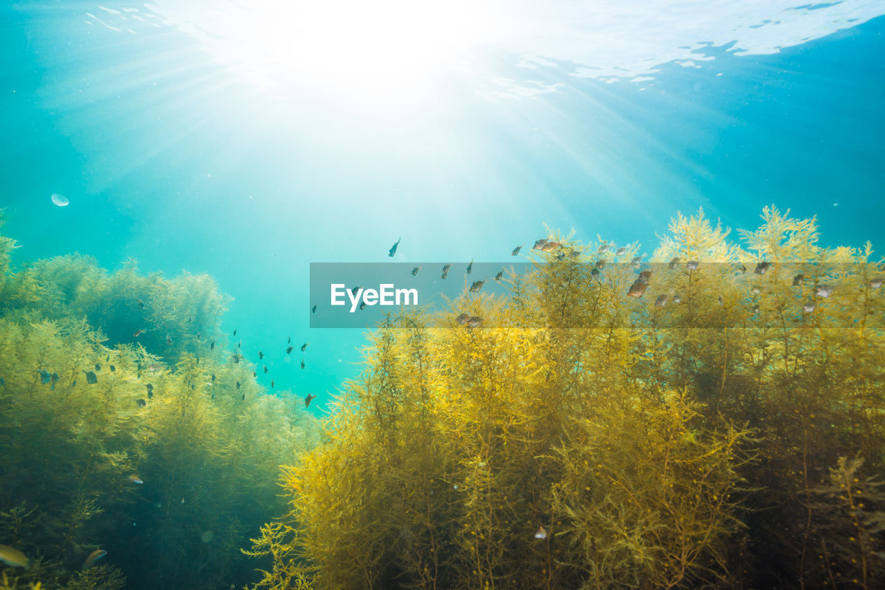 Sunlight shining down on a forest of seaweed