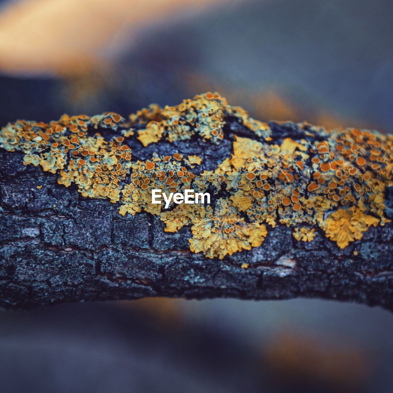 Close-up of lichen on tree branch 