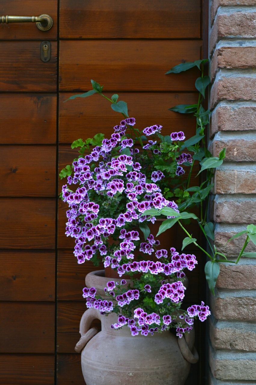 CLOSE-UP OF FLOWERS BLOOMING IN WOOD