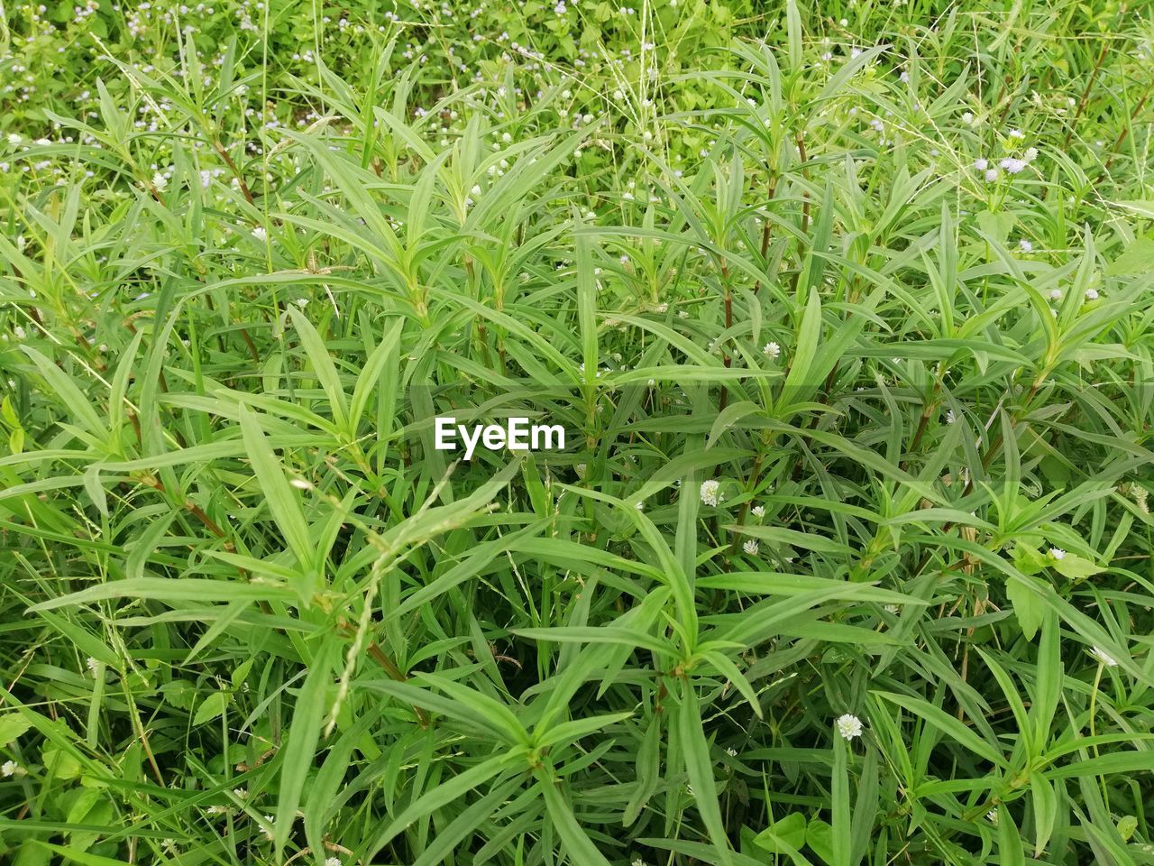 FULL FRAME SHOT OF GREEN GRASS