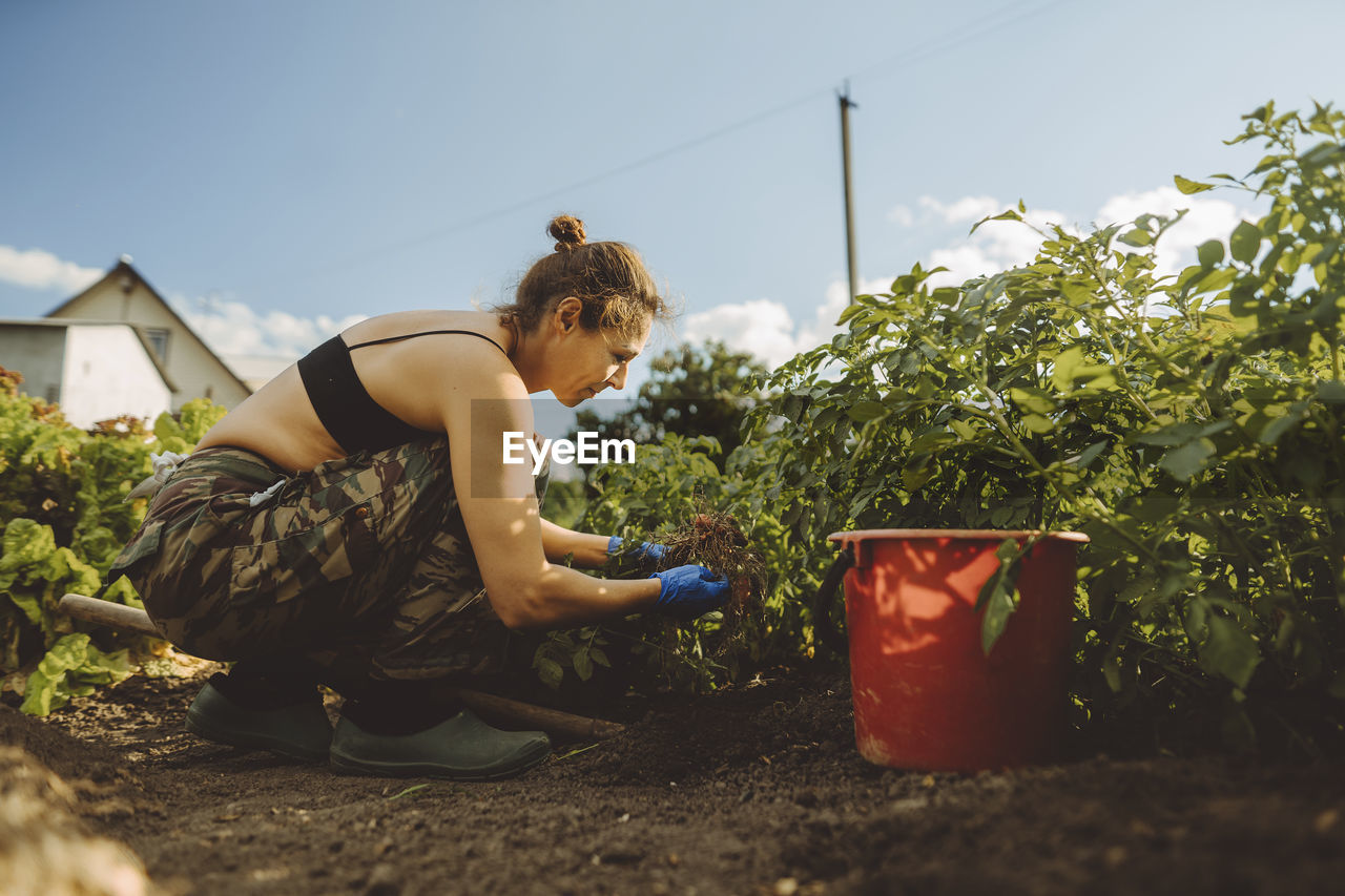 Woman examining roots of potato plant in garden