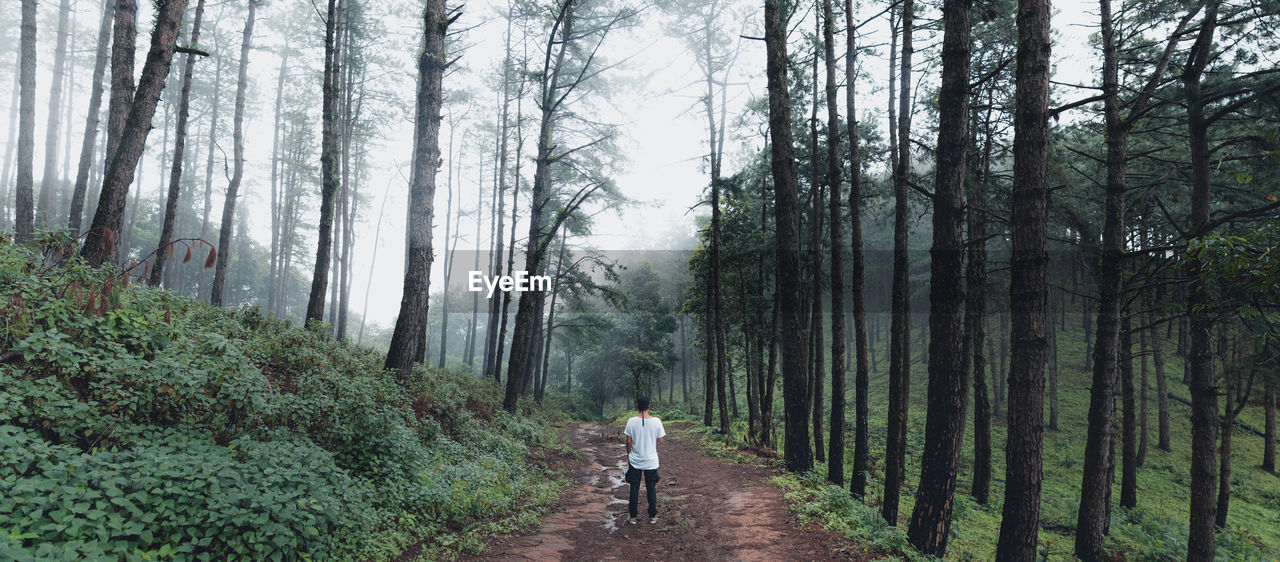 Rear view of person walking on footpath amidst trees in forest