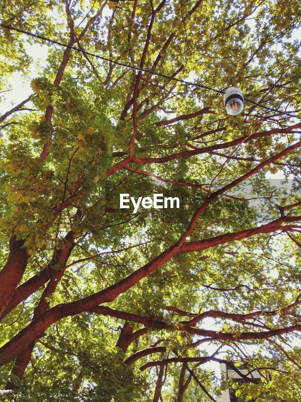 LOW ANGLE VIEW OF TREE AGAINST SKY IN FOREST