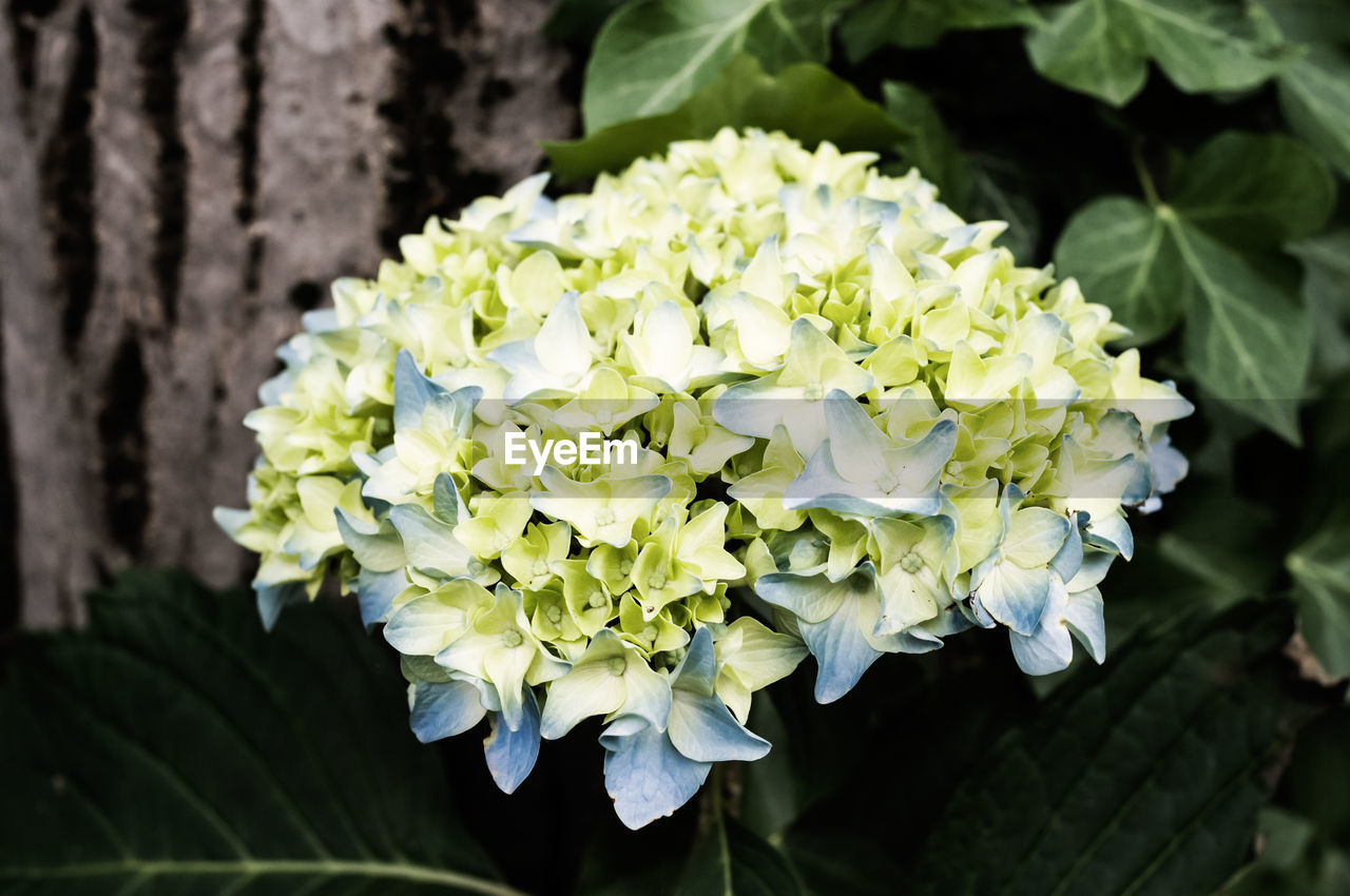 CLOSE-UP OF WHITE FLOWERS BLOOMING OUTDOORS