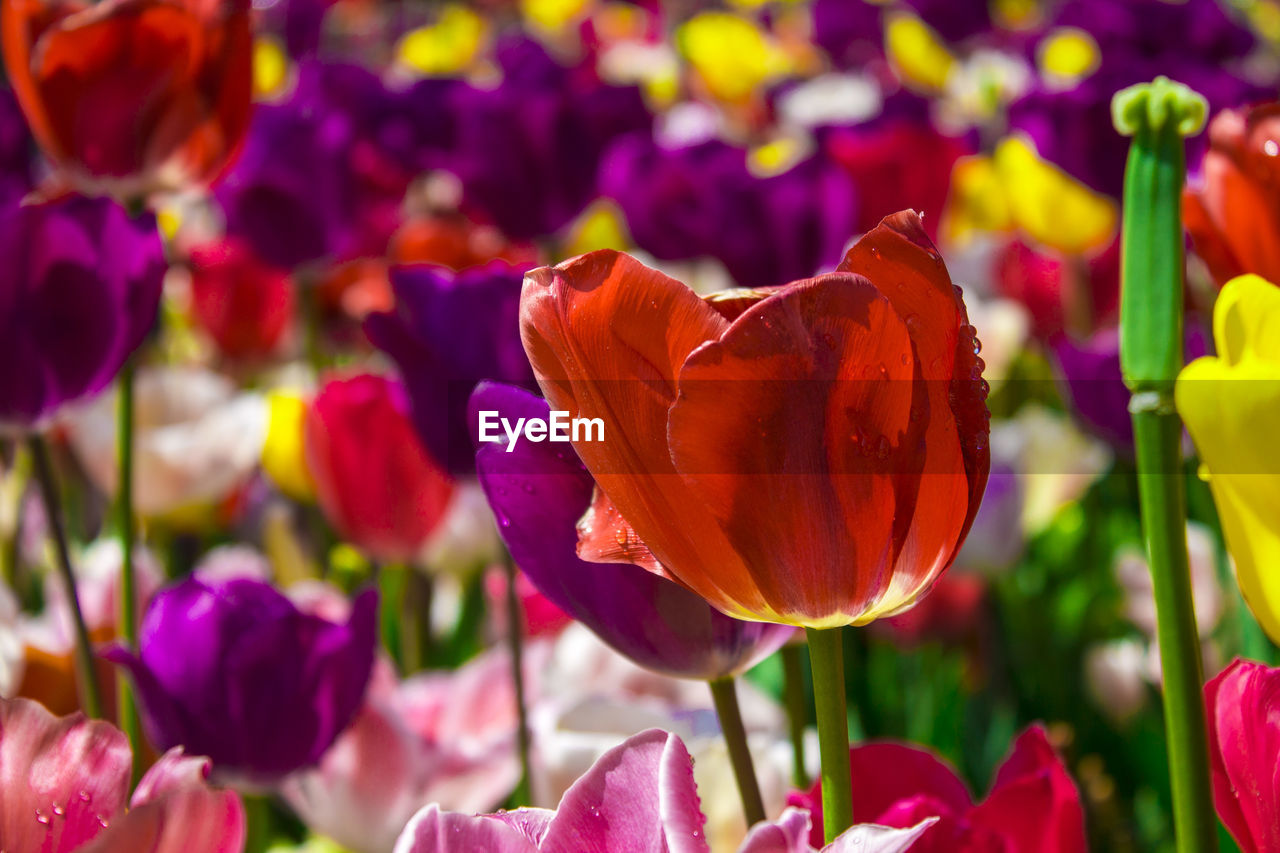 Multi colored tulips blooming in field