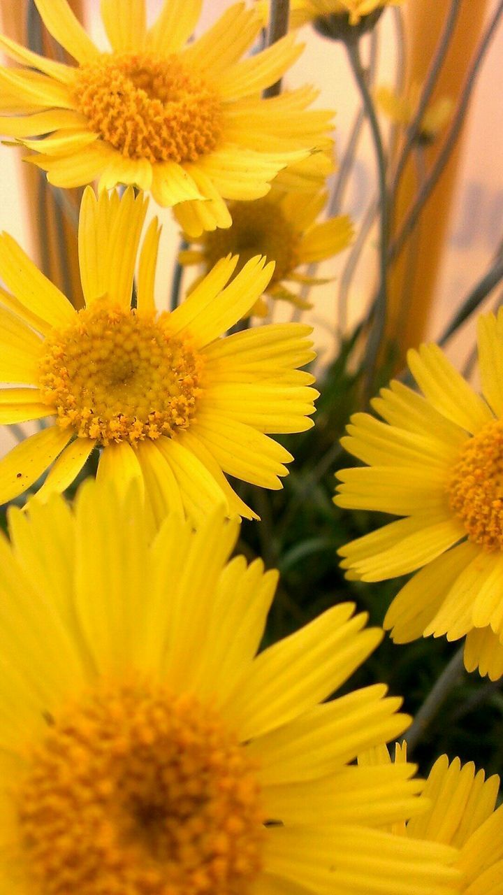 Close-up of yellow flowers blooming indoors