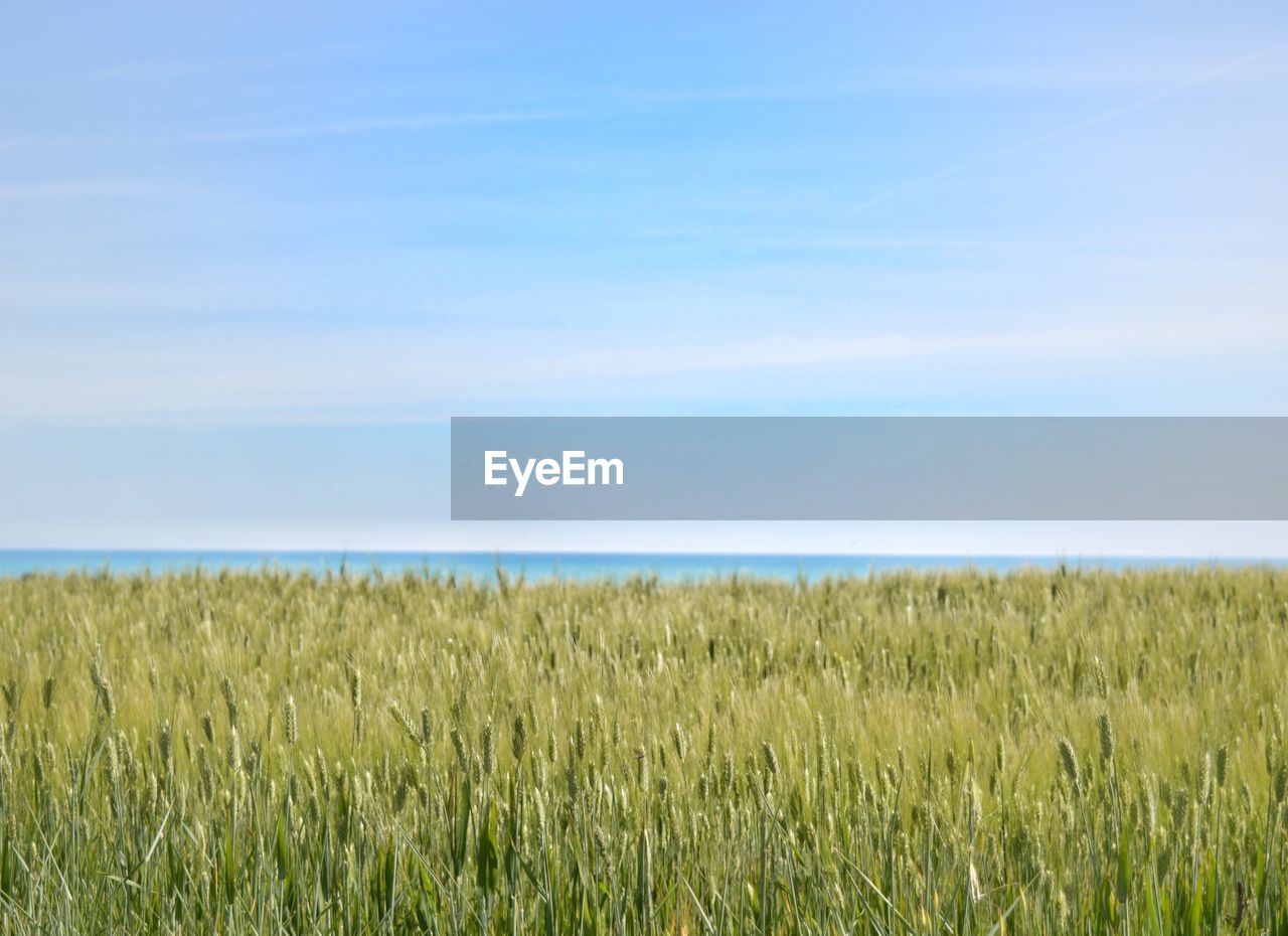 WHEAT FIELD AGAINST SKY