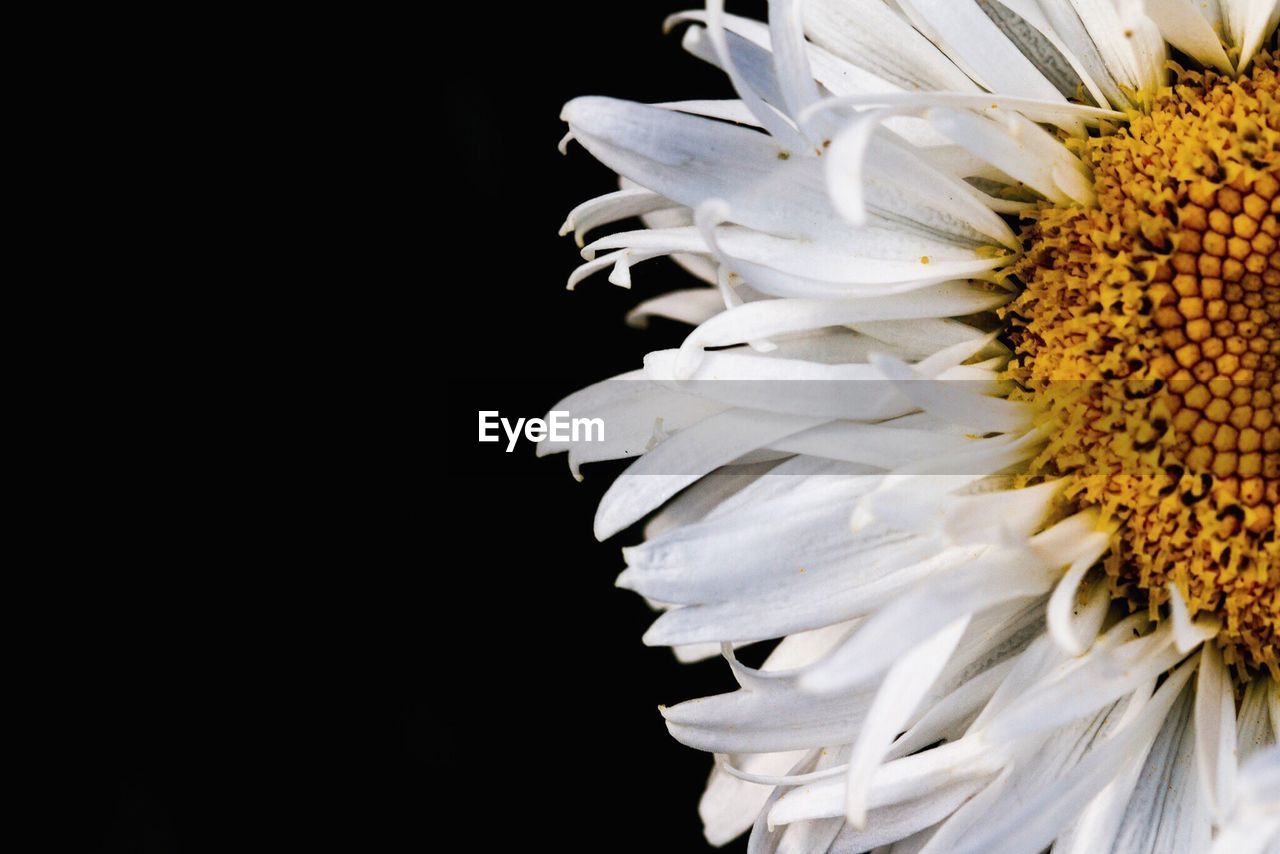 CLOSE-UP OF WHITE FLOWER