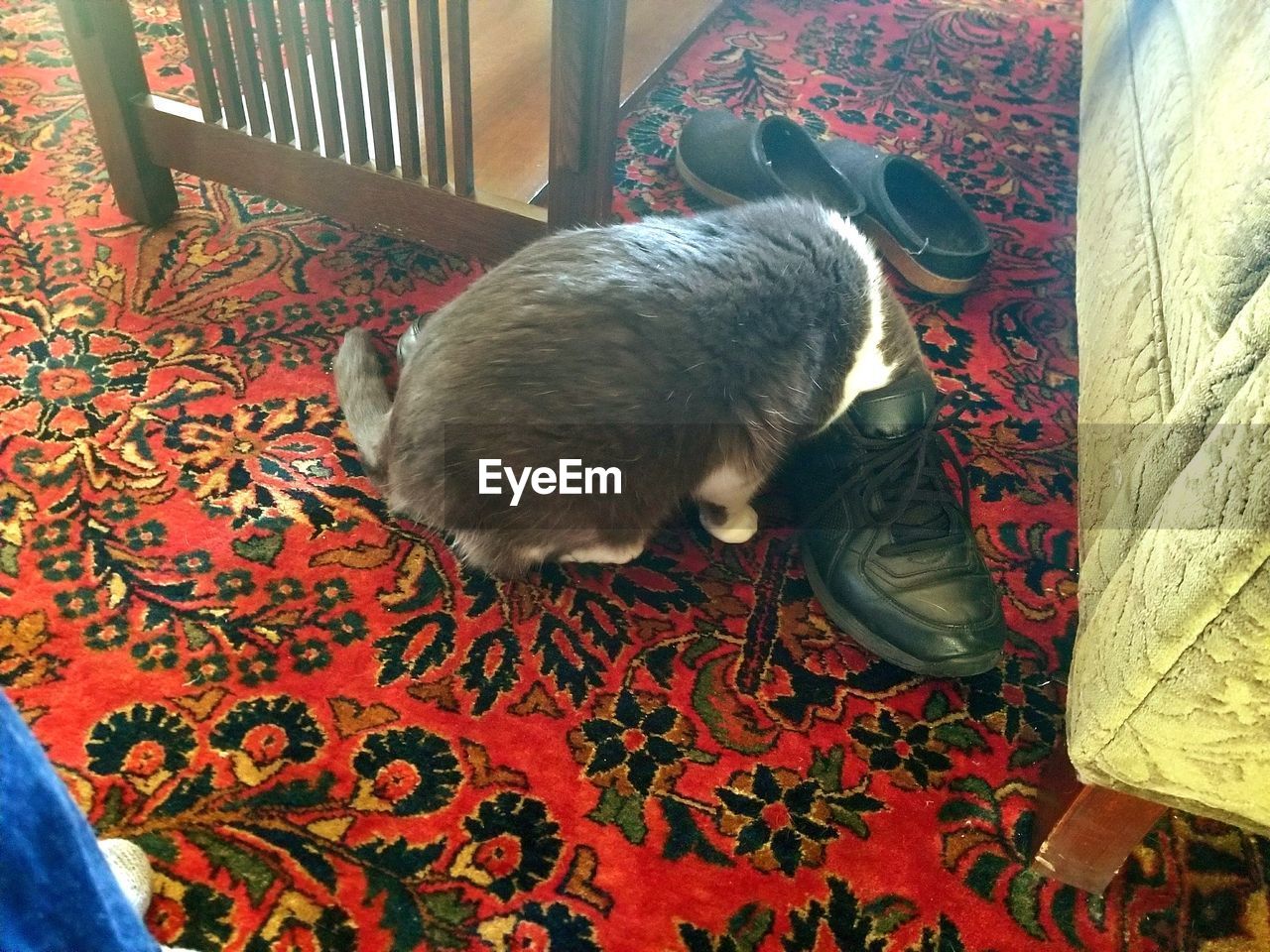 HIGH ANGLE VIEW OF CAT ON CARPET