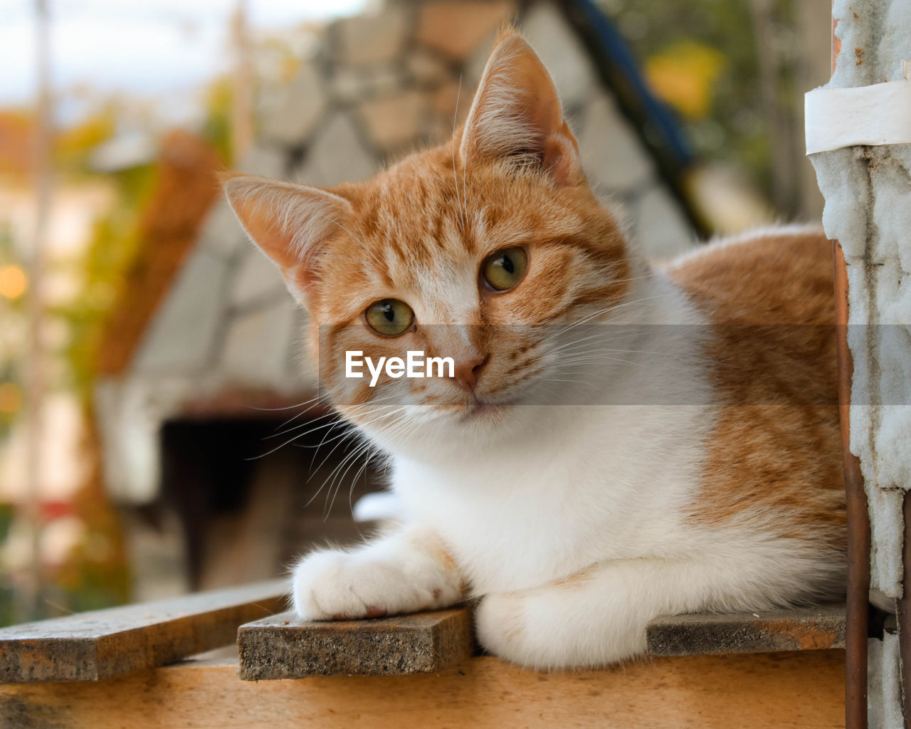 Close-up of cat sitting on table