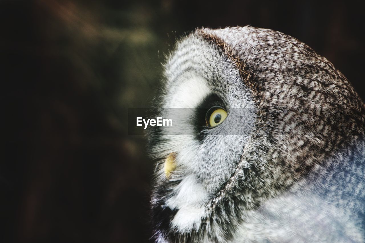 Close-up of a bartkautz looking away