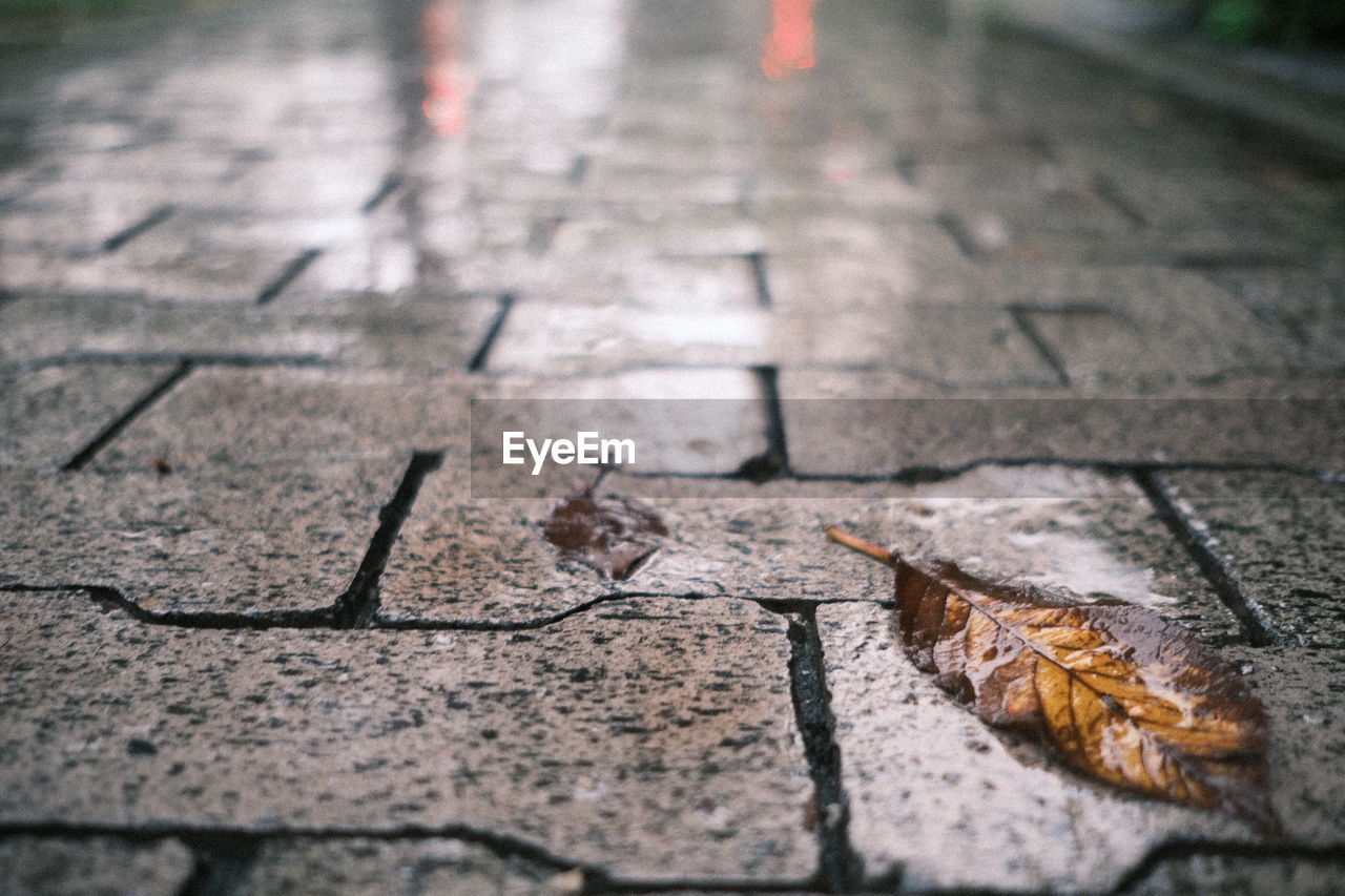 Close-up of insect on street