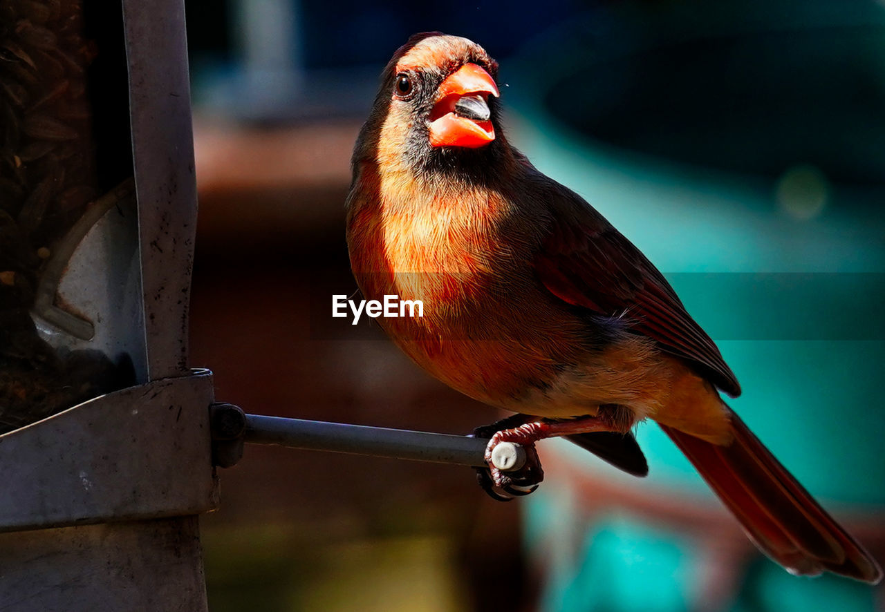 Male northern cardinal on the bird feeder