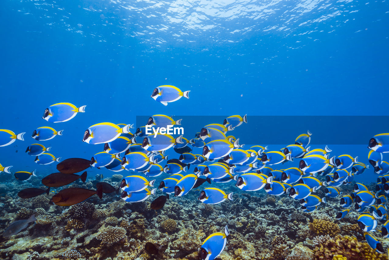 UNDERWATER VIEW OF FISH SWIMMING