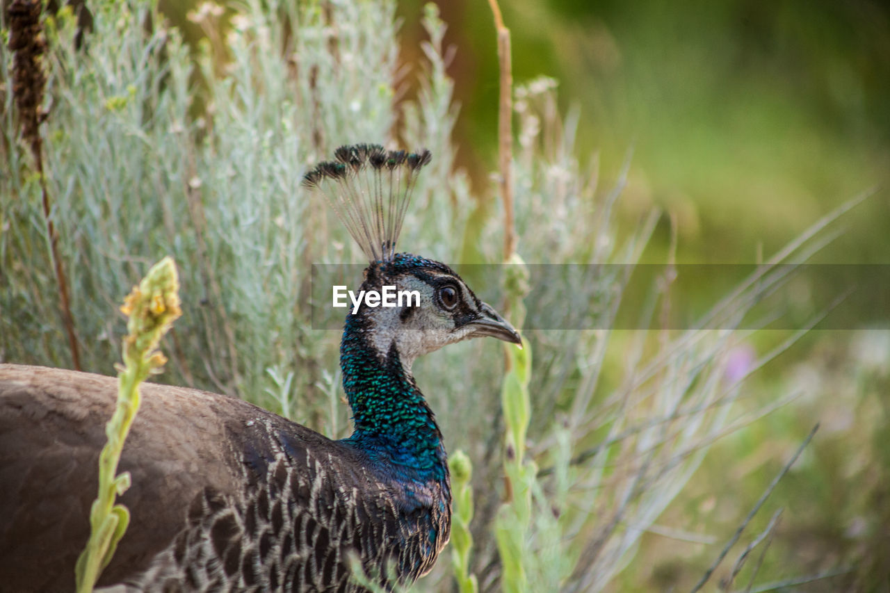 SIDE VIEW OF A PEACOCK ON FIELD