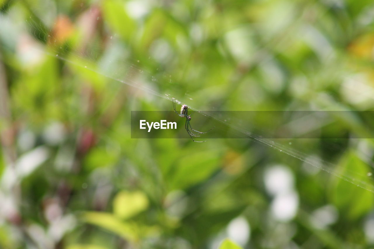 Close-up of spider on web