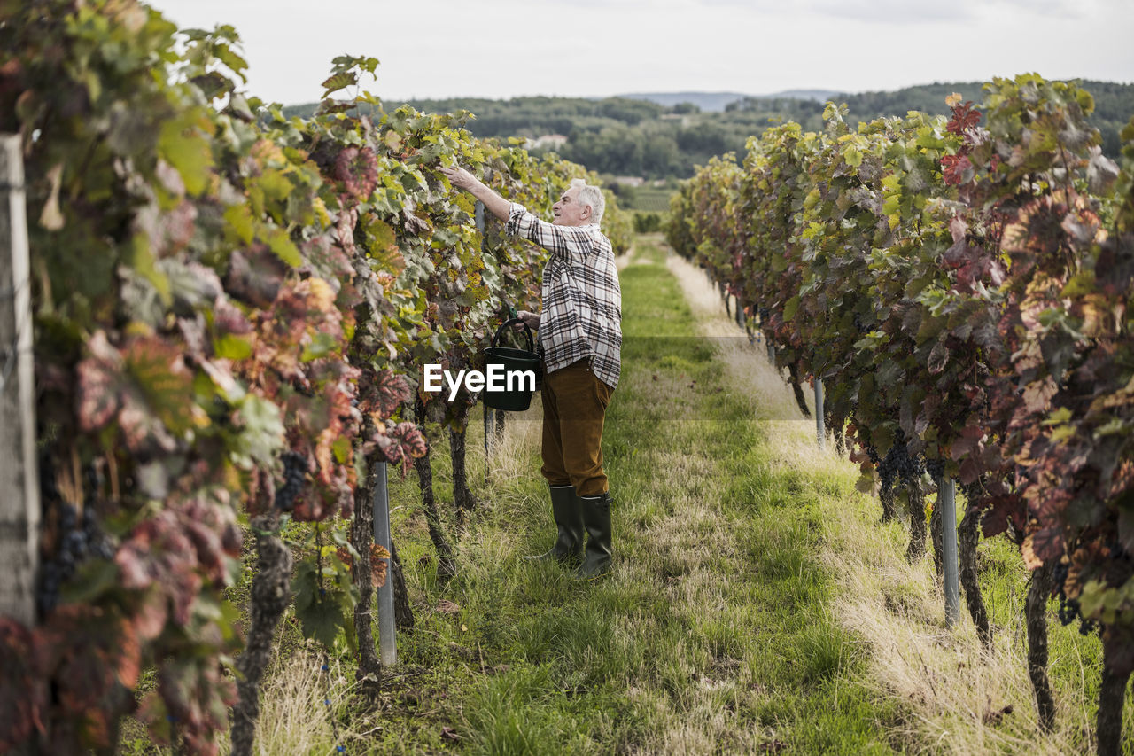 Senior man picking grapes amidst vineyard