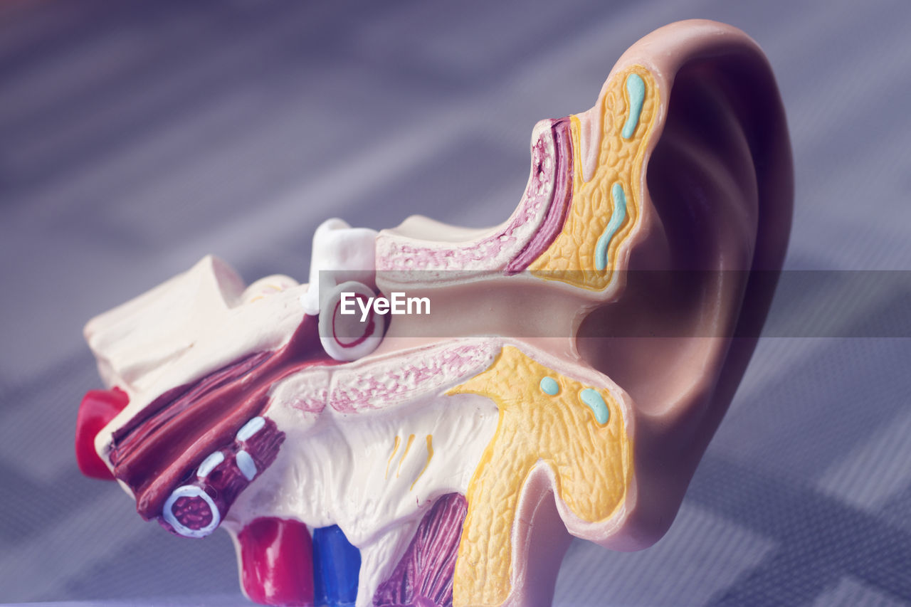Close-up of artificial human ear