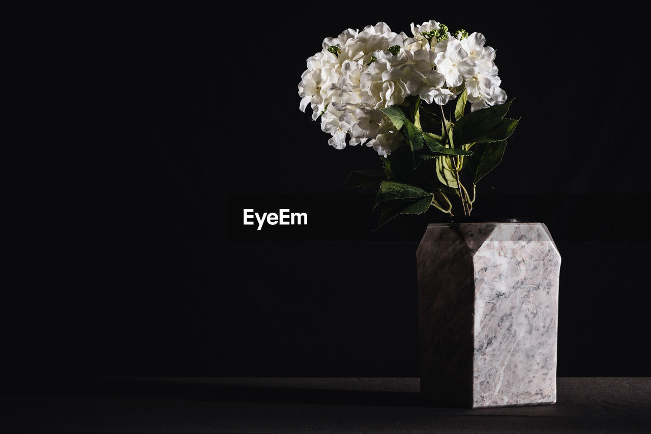 Close-up of white  hydrangea flower in a vase against black background