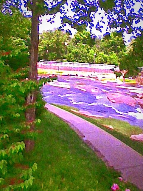 VIEW OF TREES IN PARK