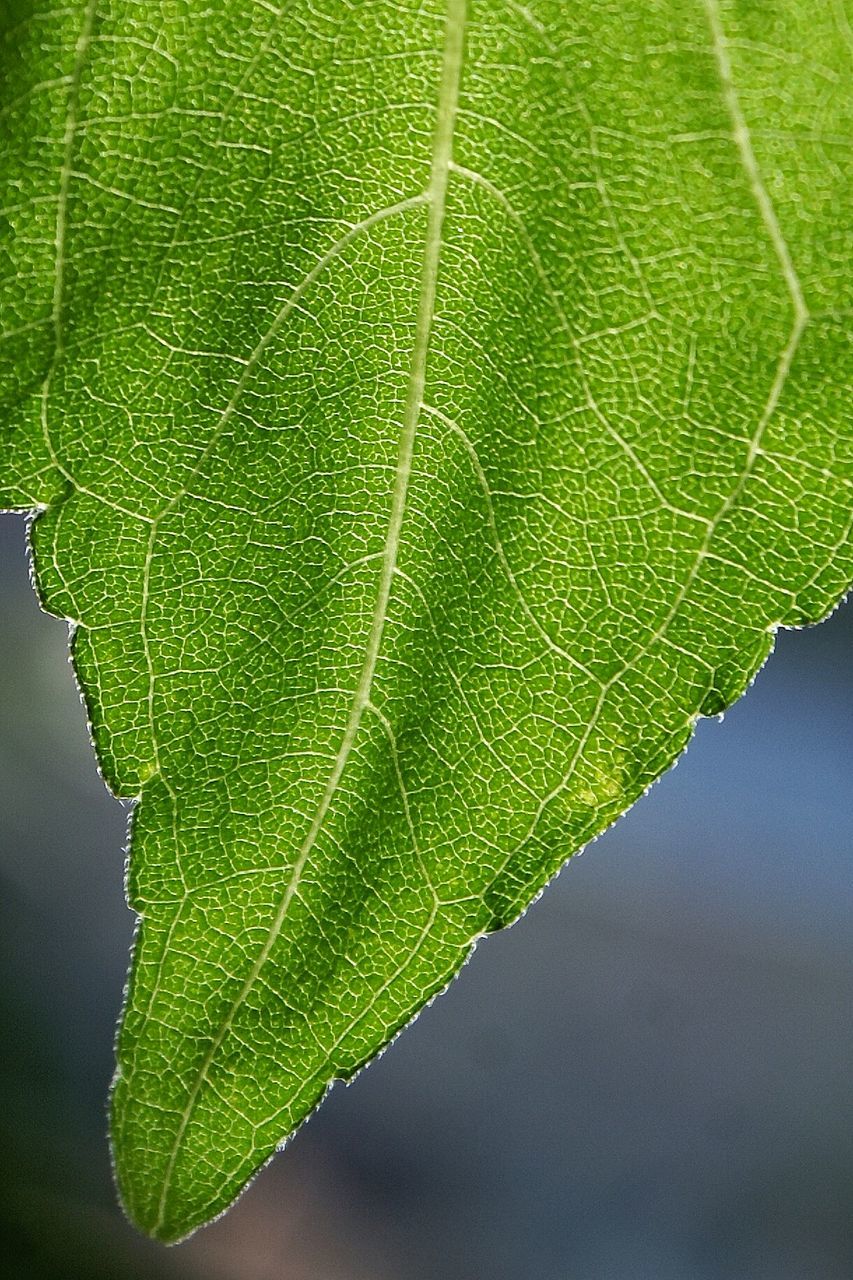 Close up of leaf